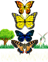 Ladies white butterfly T shirt